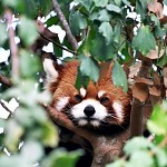Le panda roux joue a cache cache. פנדה אדומה 